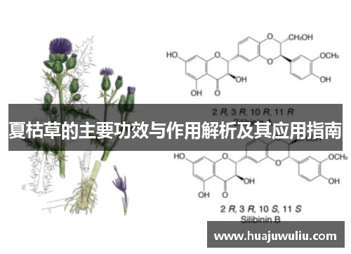 夏枯草的主要功效与作用解析及其应用指南