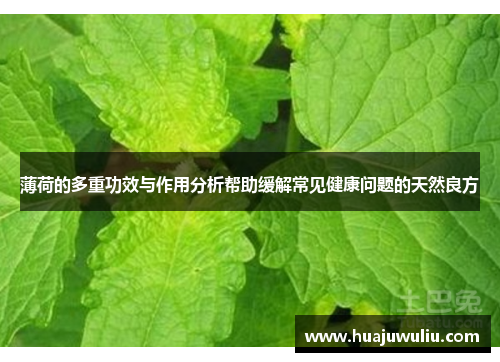 薄荷的多重功效与作用分析帮助缓解常见健康问题的天然良方